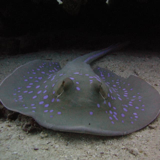 A blue spotted stingray